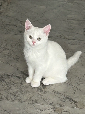 pisica british shorthair - imagine 4