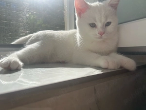 pisica british shorthair - imagine 2
