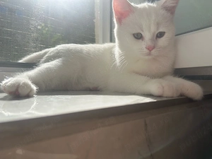 pisica british shorthair