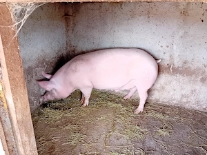 porci mari