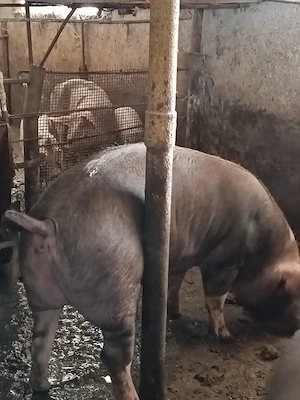 Porc duroc peste 200 kg - imagine 2