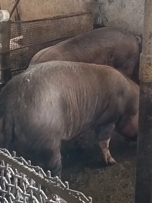 Porc duroc peste 200 kg