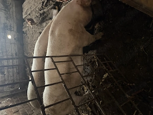 Vând purcea. Marele alb cu landras. 9 luni  cat și  pentru monta 
