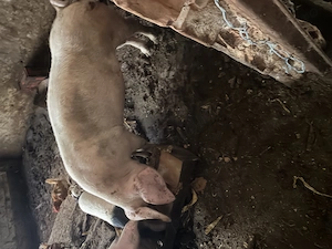 Vând purcea. Marele alb cu landras. 9 luni  cat și  pentru monta  - imagine 2