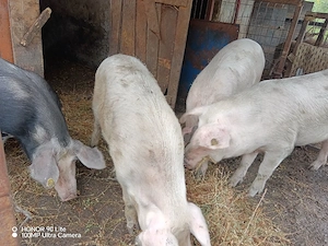 porci de vanzare