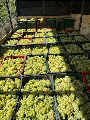 struguri de vin trasport in toata Romania 