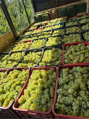 struguri de vin trasport in toata Romania  - imagine 2