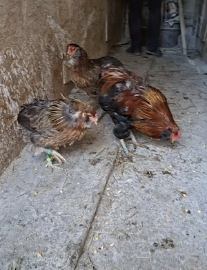 Araucana familie