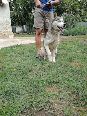 vând câine husky. - imagine 3