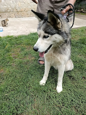 vând câine husky. - imagine 5