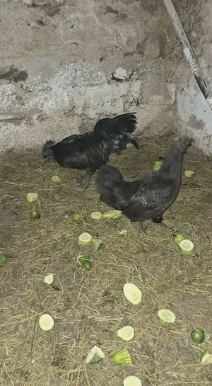 Ayam Cemani familie - imagine 2