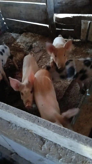 Purcei de vânzare 
