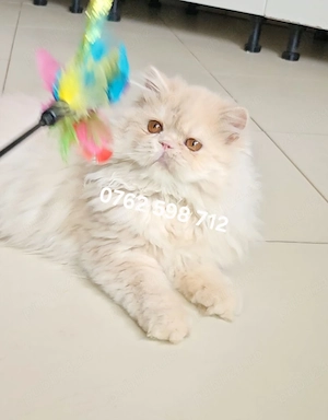 Vand pui persan crem Doll Face ! !