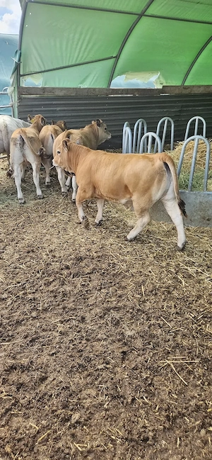 VÂND Vițele Aubrac de reproducție  - imagine 3