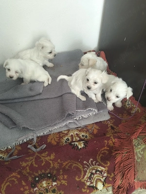 Câini de rasă bichon - imagine 2