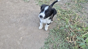 Adopti catelusi - imagine 5