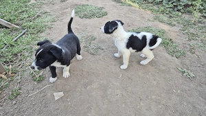 Adopti catelusi - imagine 2