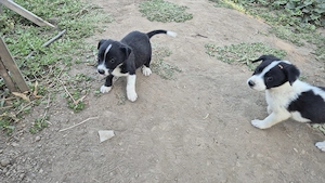 Adopti catelusi - imagine 3
