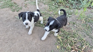 Adopti catelusi - imagine 4