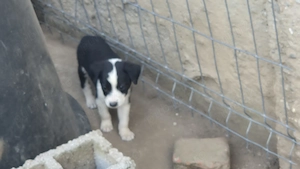 Adopti catelusi