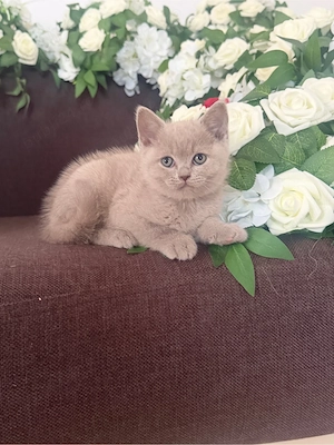 British Shorthair Liliac - imagine 4