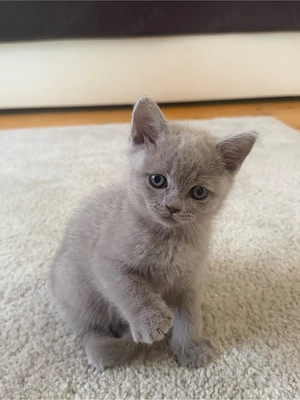 British Shorthair Liliac - imagine 6