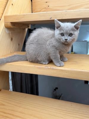 British Shorthair Liliac - imagine 10