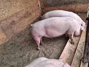 Porci rasa de carne