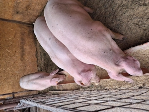 Porci rasa de carne - imagine 3