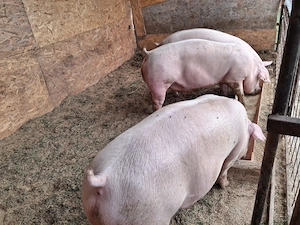 Porci rasa de carne - imagine 2