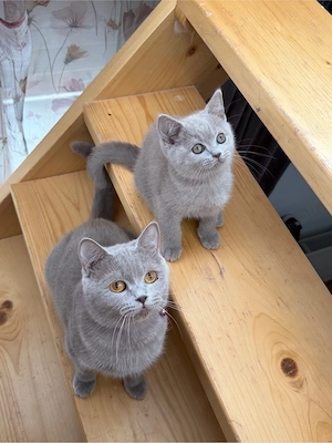 British Shorthair Motănel