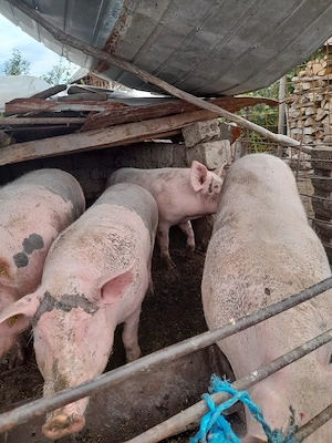 Porci si grasuni de vanzare - imagine 4