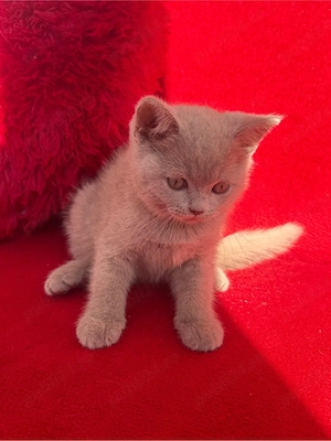 British Shorthair Liliac Motănel - imagine 2