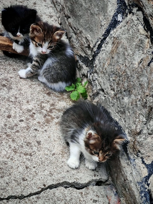 Cautam familie să ne iubească  - imagine 4