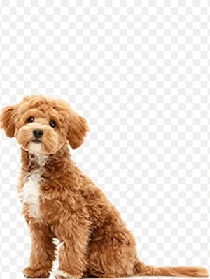 doneaza Maltipoo baiat