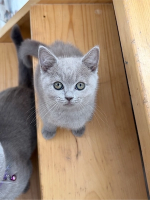 British Shorthair Liliac Motănel - imagine 3