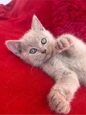 British Shorthair Liliac Motănel - imagine 5