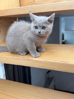 British Shorthair Liliac Motănel - imagine 6