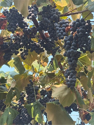Vand struguri pentru vin