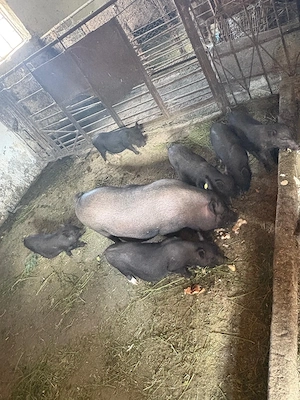 Vând urgent 6 purcei vietnamezi  - imagine 2