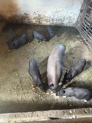 Vând urgent 6 purcei vietnamezi  - imagine 3