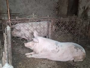 Porci de vânzare între 200 și 250 kg - imagine 2