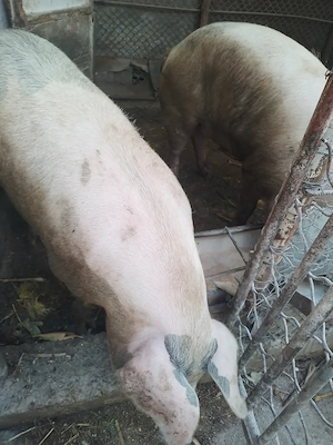 Porc pentru sacrificare.