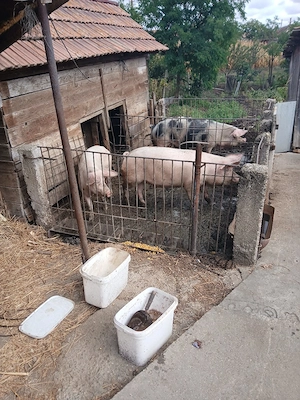 vind porci - imagine 2