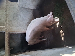 Porci mari si grostei - imagine 4
