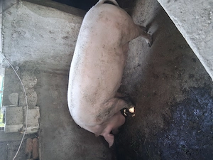 Porci mari si grostei