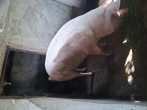 Porci mari si grostei - imagine 2