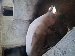Porci mari si grostei - imagine 3