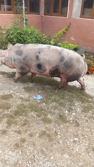 porci jud  Bistrita