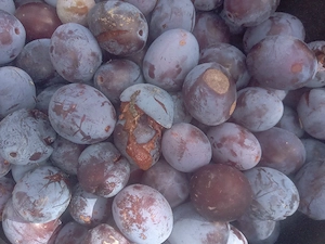 Vand prune